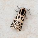 Cymbalophora pudica (Mediterranean Tiger Moth).jpg